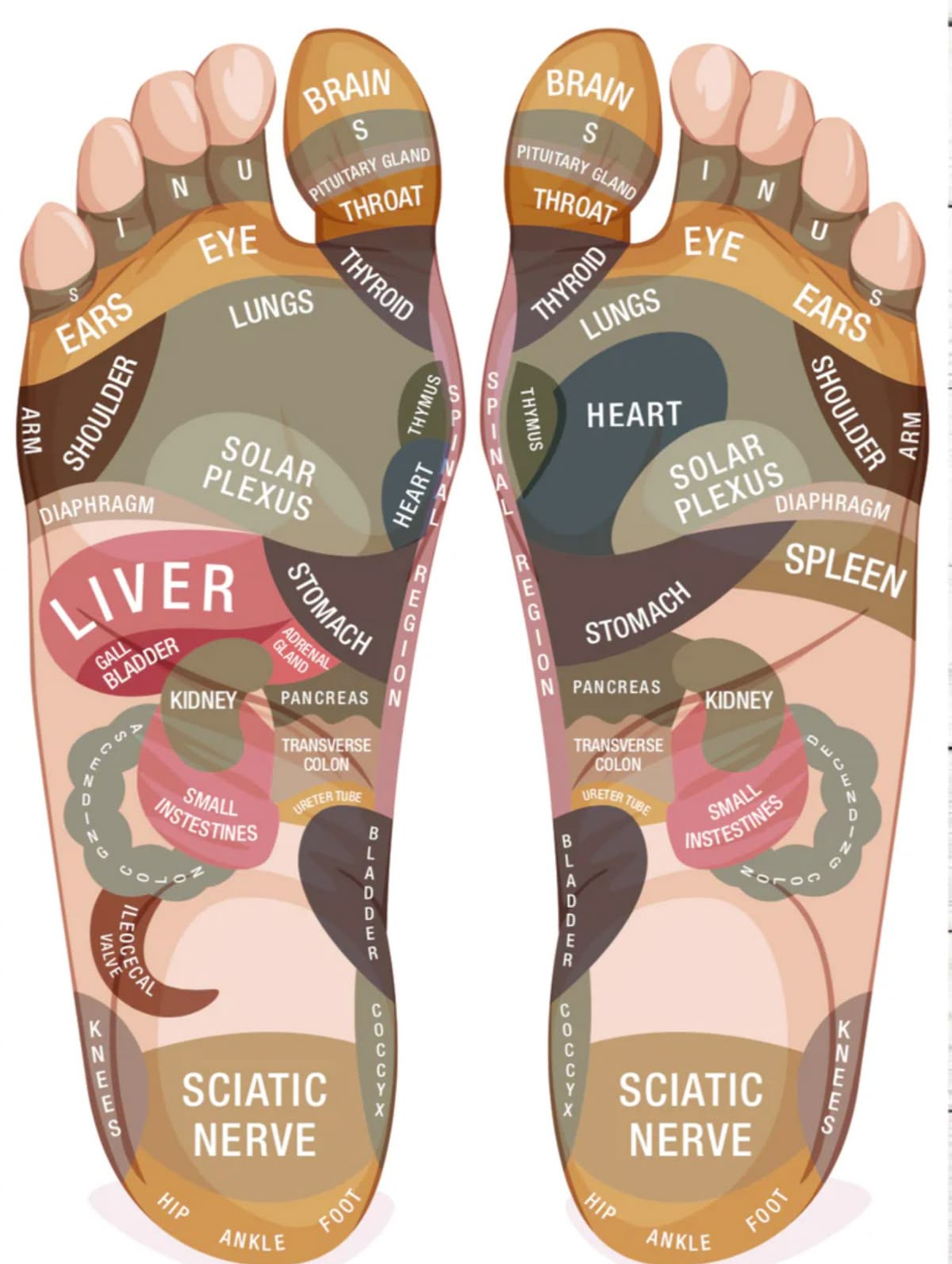 Acupuncture points feet